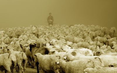 berger et moutons